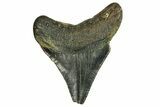 Serrated, Fossil Megalodon Tooth - North Carolina #294512-1